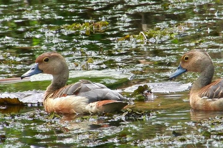 Bird watching in Colombo Wetlands- Guided Bird Walks - Photo 1 of 8